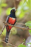 Blue-crowned Trogonborder=